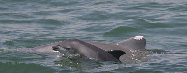 Dolphin Research Project Selected for NOAA RESTORE Science Program ...